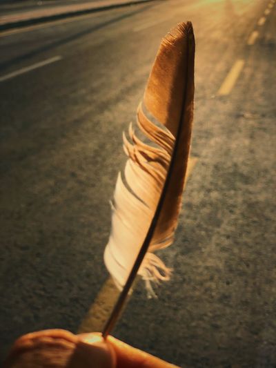Close-up of hand holding feather against road