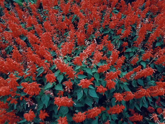 Full frame shot of red flowering plants