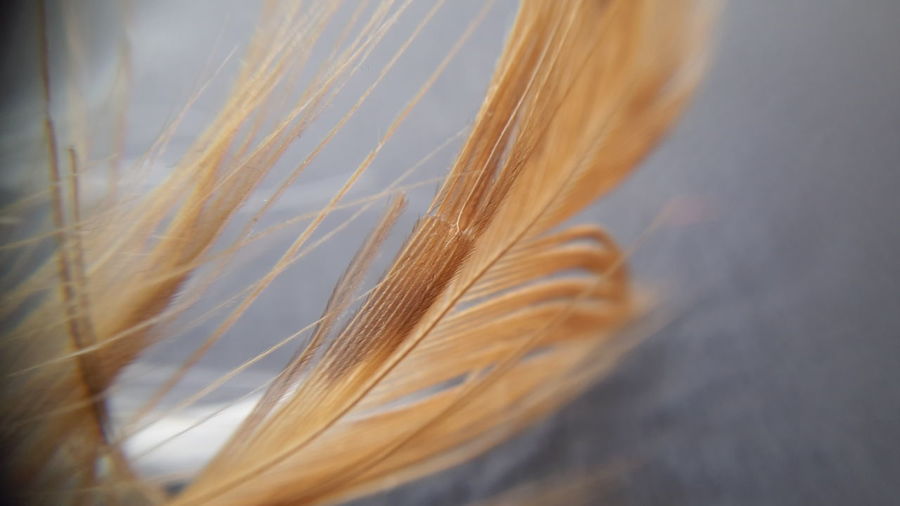 Close-up of brown feather