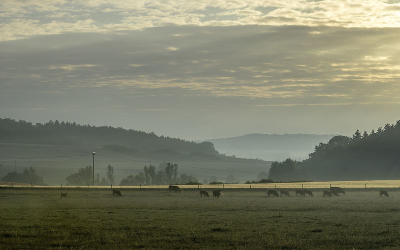 Cattle grazing field against sky