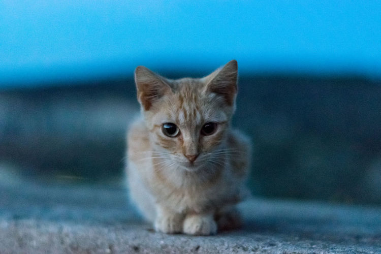 Orange kitten is watching you
