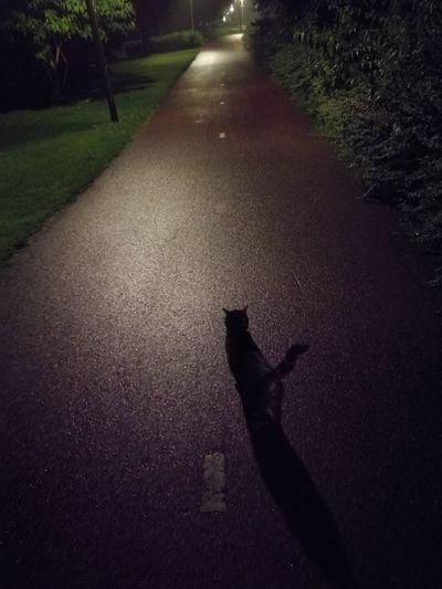 Low section of silhouette cat on road
