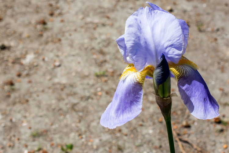 Close-up of fresh purple iris flower