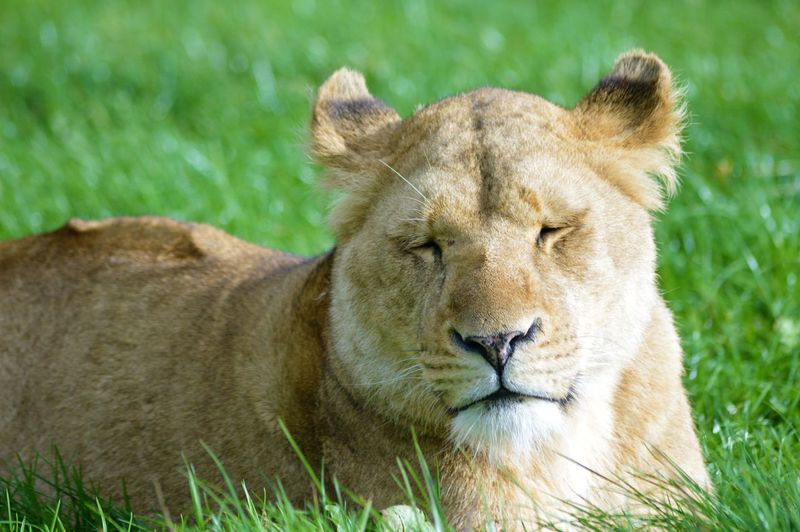 Close-up portrait of lion relaxing on grass