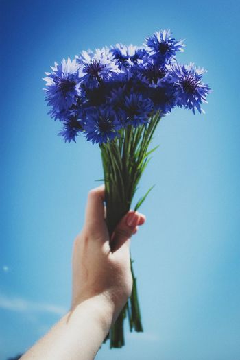 Close-up of hand holding purple flower against blue sky
