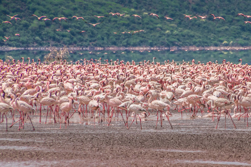 Flock of birds perching on pink landscape