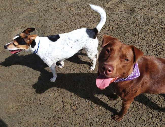 High angle view of dogs at beach
