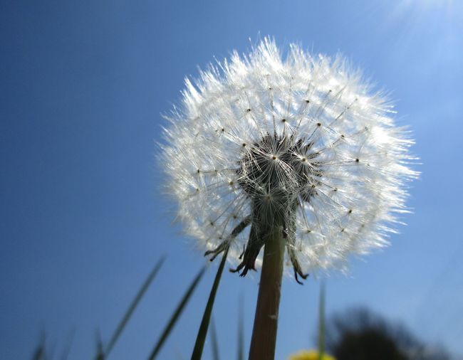 Close-up of dandelion against sky