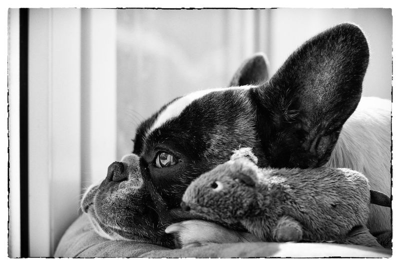 Close-up of thoughtful french bulldog with stuffed animal on pillow at home