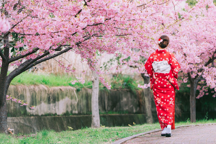 Rear view of man standing by pink cherry blossom