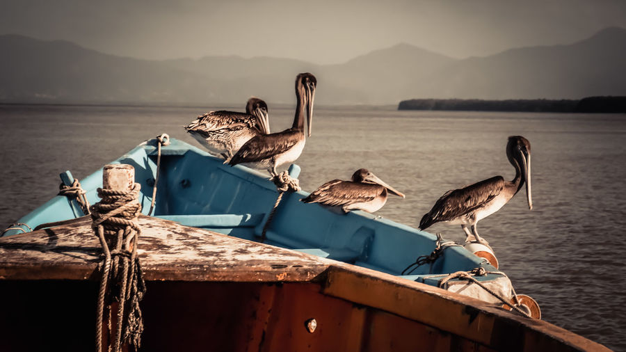 Birds perching on boat in sea against mountains