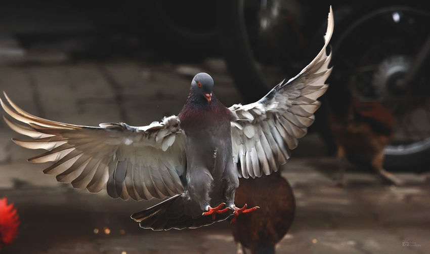 Close-up of pigeon with spread wings