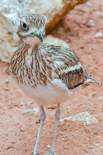 Close-up of a bird