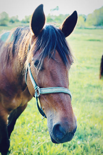 Close-up of horse on field