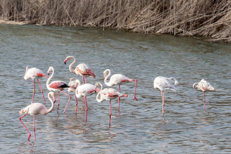 Great flamingos in the pond at al wathba wetland reserve in abu dhabi, uae