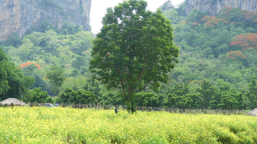 Trees growing in field