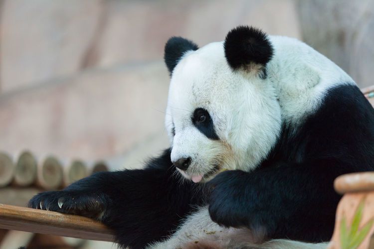 Close up of panda