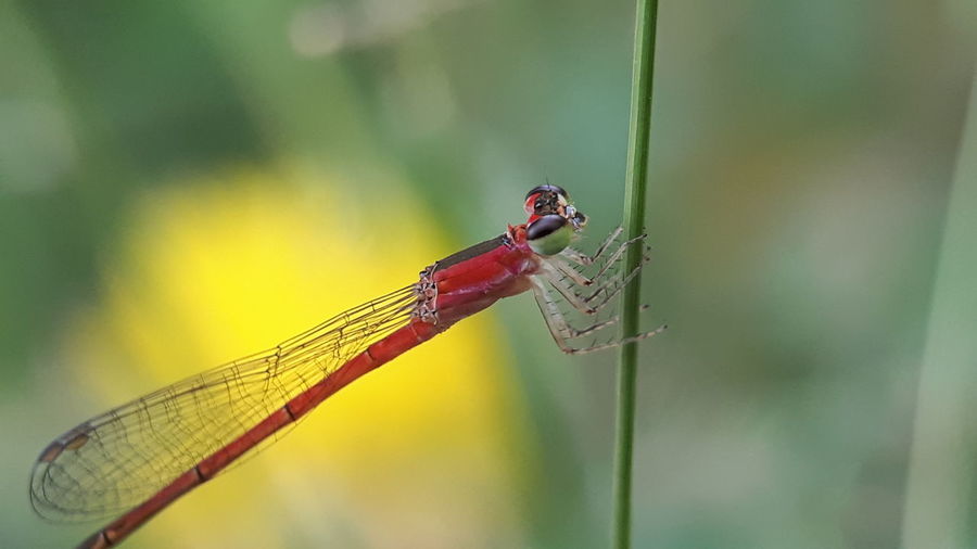 Close-up of dragonfly on blade of grass