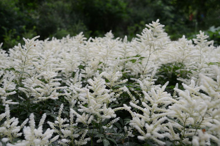 Close-up of astilbe japonica