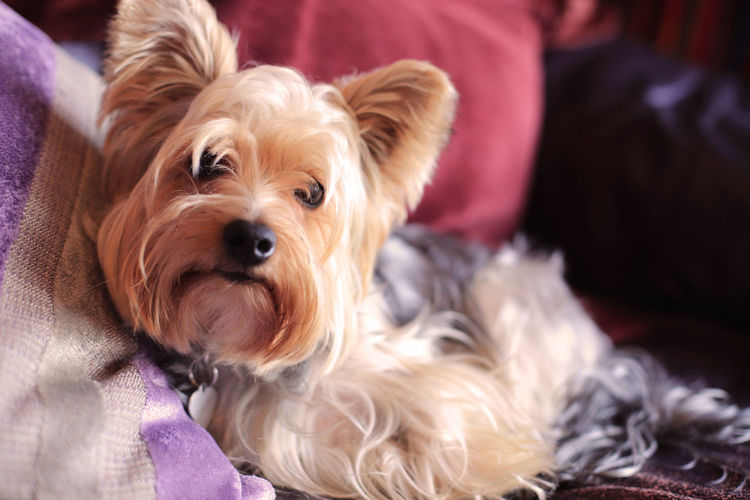 Close-up of a dog
