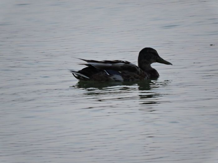 Duck swimming in lake