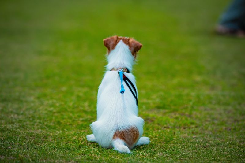 View of a dog on field