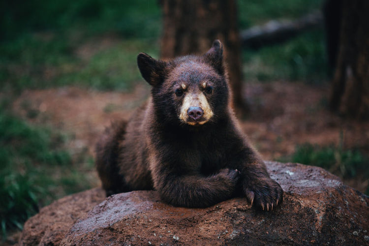 Brown bear looking 