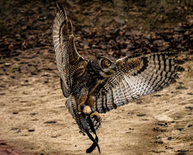 Close-up of eagle owl landing at beach