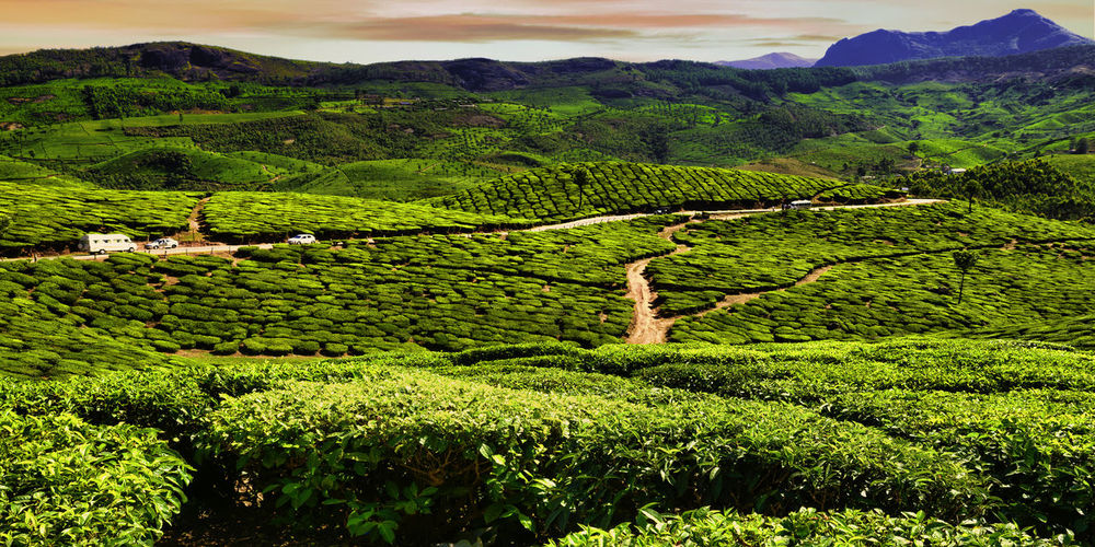 Scenic view of green landscape