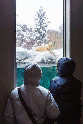 Rear view of people on glass window during winter watching polar bear at the zoo