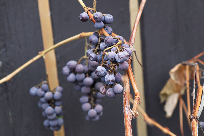 Ripe ice grapes on a bare vine