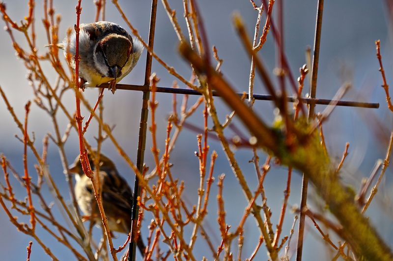 Low angle view of a bird on branch