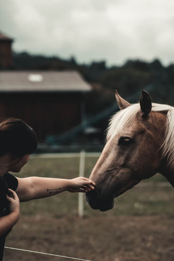 Close-up of hand holding horse