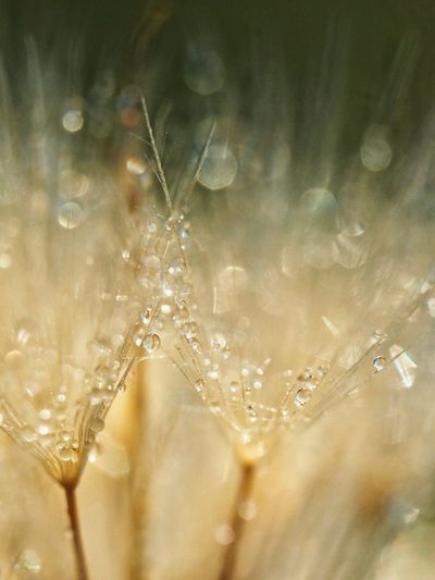 Close-up of water drops on glass