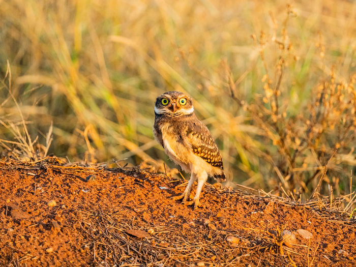 Beautiful owl resting on grass at sunset golden hour