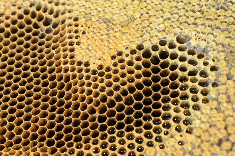 Full frame shot of bee