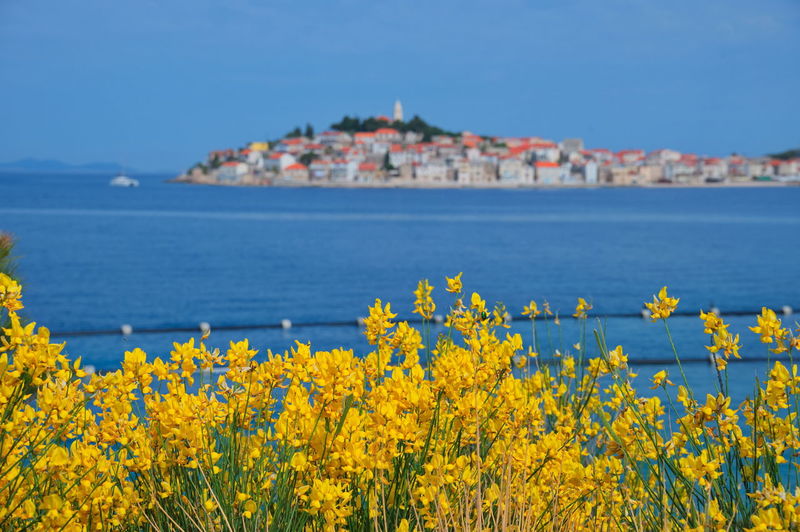 Cityscape of mediterranean town on clear blue sea through the yellow field flowers