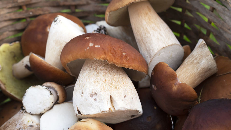 Mushrooms boletus edulis in a basket. close-up of basket mushrooms.