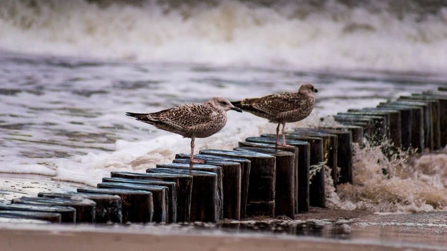 Seagulls perching on wooden post at beach