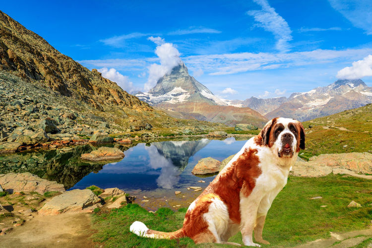 Dog in mountains against sky