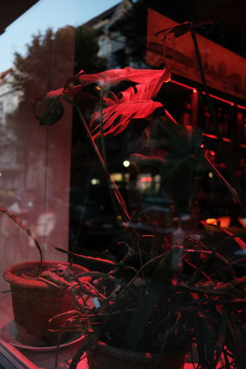 Close-up of christmas decorations on table
