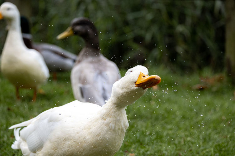 Close-up of ducks on grassy field