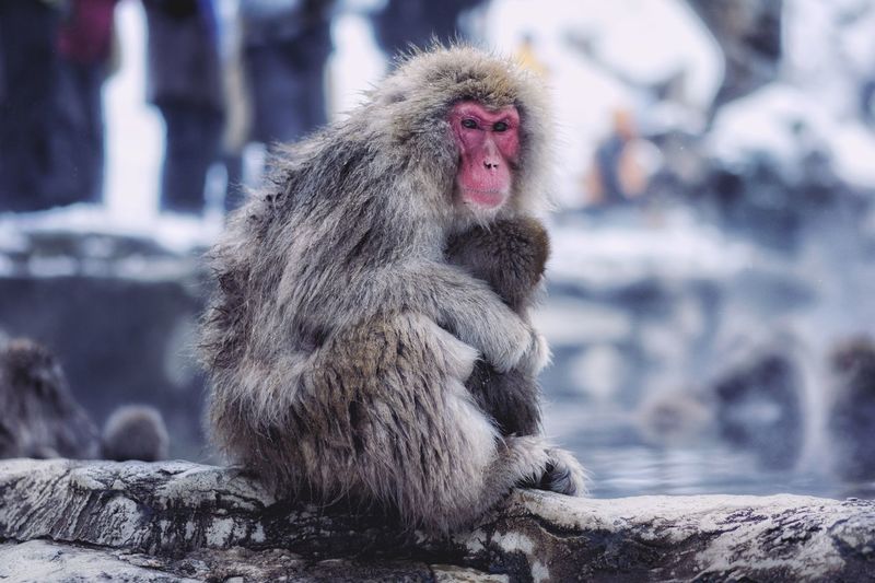 Close-up of monkey sitting on tree trunk
