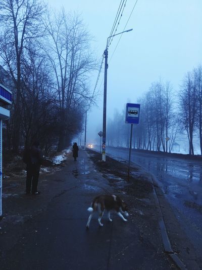 View of dog on road during winter