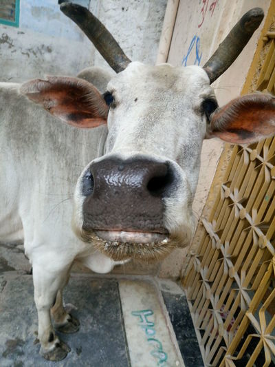 Portrait of cow in back yard