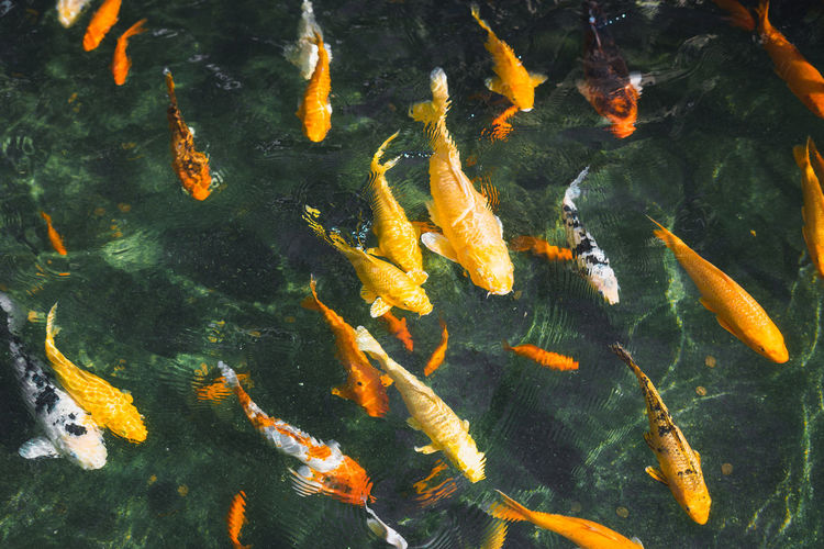 High angle view of koi carps swimming in pond