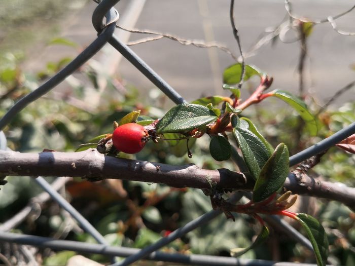 Close-up of berries growing on tree