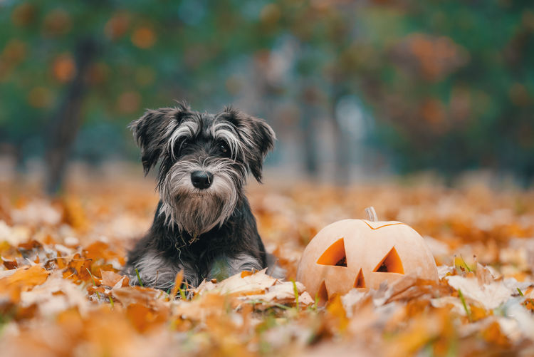 Close-up of a dog on field during autumn