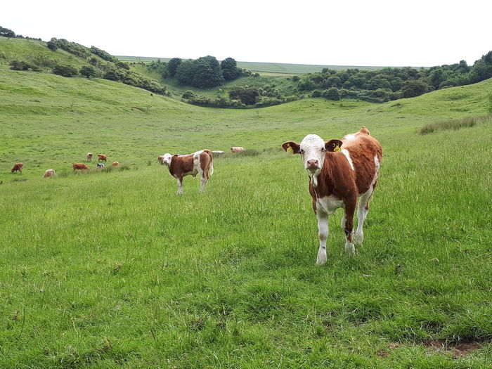 Cows grazing in a field
