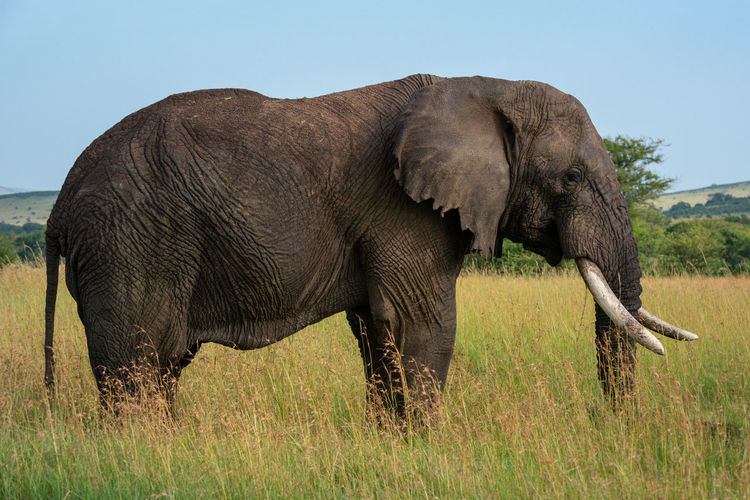 African elephant stands still in long grass